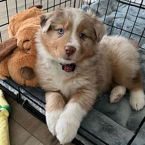 Available Australian Shepherd Puppies | Penelope Aussie Home